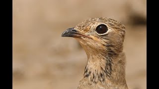 Collared Pratincole juvenile