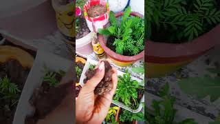 #fertilizer #gardening aisi kaun si khad hai jisse flowering acchi Ho