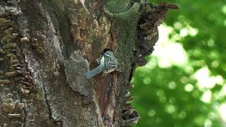 [4K]野鳥：巣穴を覗くシジュウカラ／ＨＴ公園