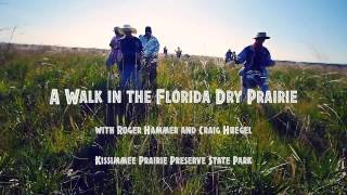 Florida Kissimmee Prairie Wildflower Walk