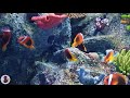 고양이가 좋아하는 물고기 영상 예쁜 열대어 수족관 화면 aquarium video for cat 물 흐르는 소리 고양이 안정 혼자있는 고양이 음악