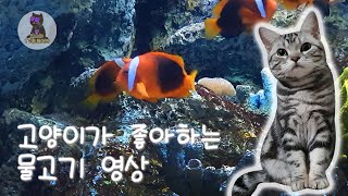 [고양이가 좋아하는 물고기 영상] 예쁜 열대어 수족관 화면 Aquarium Video for cat /물 흐르는 소리, 고양이 안정, 혼자있는 고양이 음악