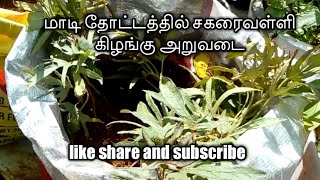 sweet potato harvesting and planting/சக்கரைவள்ளி கிழங்கு அறுவடை  மற்றும் நடவு/ tubers/