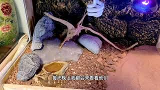 Horned Lizard 角蜥的夜间护理（查房）