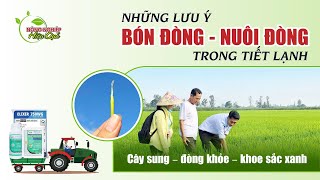 REVIEW 72 - NHỮNG LƯU Ý BÓN ĐÒNG, NUÔI ĐÒNG TRONG TIẾT LẠNH