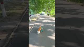 Corgi with a skateboard 😍 #dog #shorts