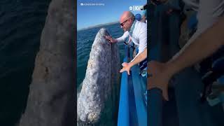 Tourists kiss friendly whale
