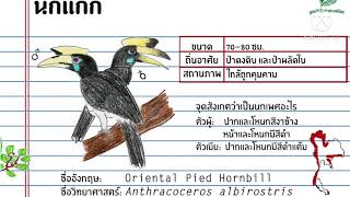 นกเงือกไทย13ชนิด