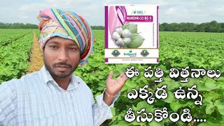 2022 top cotton seed NANDINI-33  మేలైన పత్తి విత్తనాలు #మంచిపత్తివితనలు #పత్తి  #విత్తనాల