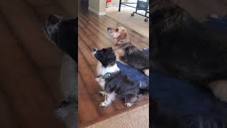 #Dogs - Synchronized Head Movements - hoping that mama takes them on a #walk #funny