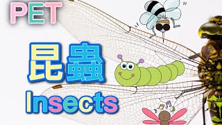 英文單字5:常見昆蟲篇 Insects