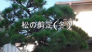 松の剪定　冬　【造園】