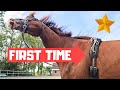 First time for Risey! | It almost goes wrong! | I miss a foal. Aurora with horses! | Friesian Horses