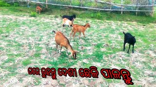 ଦେଶୀ‌ ଛେଳି ପାଳନ୍ତୁ#video Nabakishor