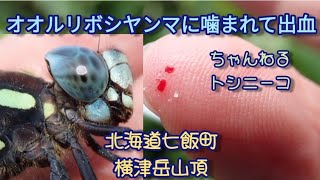 【オオルリボシヤンマ】北海道七飯町横津岳のオオルリボシヤンマ。指を噛ましてみたら出血しました！