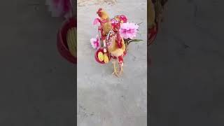 hen  viral video  मुर्गे की marriage                       #love you