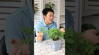 夏季僵苗了？两招就能破【天狼说月季】