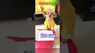 当妈妈辅导小狗做成语填空😂  #dog #funnypets #pets #petvideos #funny #funchinese #cute #funnyanimals