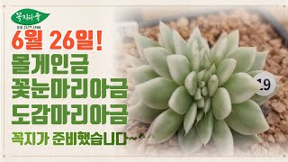 [6월26일]토요일 아침! 이쁜일들 보시고 힐링!/꼭지가 추천하는 핫한 금다육