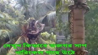 কিভাবে অজগর সাপ নারিকেল গাছে উঠে /How to a anaconda  climbed on cocoanut  tree????