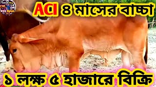 Aci কোম্পানির ১০০% শাহিওয়াল বাচ্চা ৪ মাস বয়সে ১ লক্ষ ৫ হাজার টাকায় ক্রয় করেন খামারীAci💥 100% Sahiwal