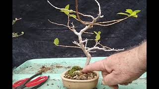 Rehabilitating Four Struggling Shohin Premna Bonsai