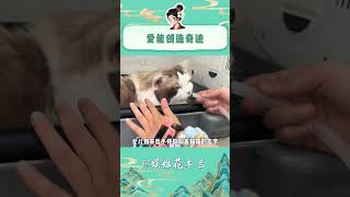 一位雄鹰般的养猫女士留下了两行热泪 #萌宠 #布偶猫 #感动 #奇迹