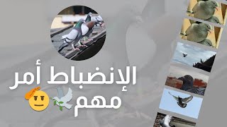 بداية التداريب الأولية🕊️نوض خدم مع حمامك✅