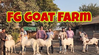 The Biggest Show Of 100 Kg Plus Ke Goats With Rates At FG Goat Farm Modasa Gujarat.