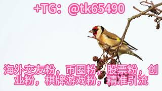 IG协议群发引流，认准TG: @tk65490如何高效，精准引流#交友#股票#币圈#电子游戏#商城#引粉#打粉