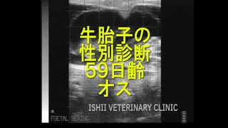 牛胎子の性別診断 (59日齢 オス) *牛*獣医*繁殖検診