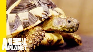 The Hermann’s Tortoise Is The Most Low-Maintenance Pet | Scaled