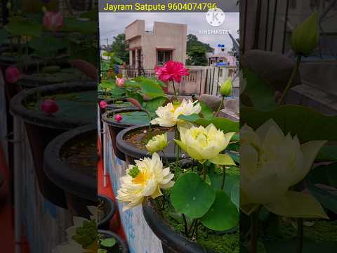 Tips To Bloom Lotus A Lot . How To Get Lots Of Flower To Lotus Plant ...