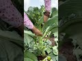 harvesting baby broccoli vegetables gardening