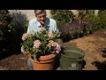 how to transplant hydrangeas from a pot garden savvy