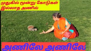 முதுகில் மூன்று கோடுகள் இல்லாத அணில் Squirrel