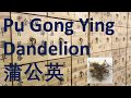 48 Chinese Herbal Medicine, traditional Chinese Medicine, Herb-Pu Gong Gong (Dandelion)蒲公英- 中医 中药 草药