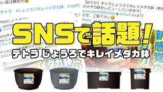 SNSで話題！テトラ じょうろでキレイメダカ鉢のメカニズム紹介