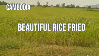 Cambodia ,Takeo, A beautiful rice field   វាលស្រែវាលស្រូវ