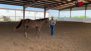 Setting Your Horse Up for Emotional and Physical Success