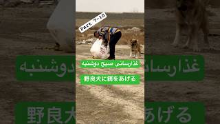 #犬 غذارسانی و کمک به سگ و حیوانات نیازمند | 野良犬や困っている動物への餌やりと支援#shortvideo