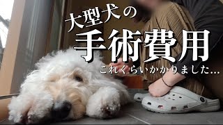 【大型犬】胃捻転の治療費これくらいかかりました・・