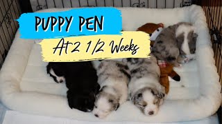 PUPPY PEN SETUP - Puppies are 2 1/2 weeks old and need a potty area 😯😍