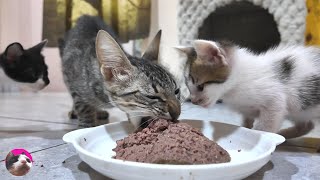 腹ペコな子猫と1.9キロしかないガリガリな母猫が、初めての缶詰の餌を食べてみたら・・・初めての育児に奮闘する野良子猫の姿【子猫が子猫を産みました】＃27