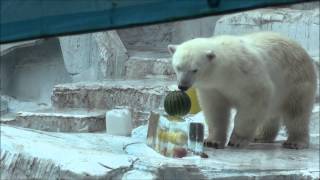 氷のプレゼント2015.7.23.ホッキョクグマ「イッちゃん」 Polar Bear@Osaka Municipal Zoo(TENNOJI ZOO)