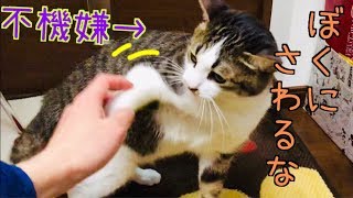 猫に過酷なお留守番させたら、怒モードで飼い主嫌われそうになる…汗