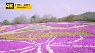 4K動画素材（著作権フリー／商用利用可能）芝桜1