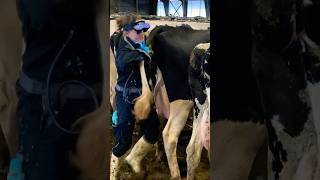 Farm Girl are Professional Cow Care Champion