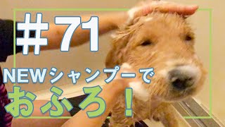 【＃71】NEWシャンプーでおふろに入るこいぬ【ゴールデンレトリバーアポロVlog】