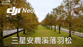 DJI Neo 空拍 | 三星安農溪落羽松